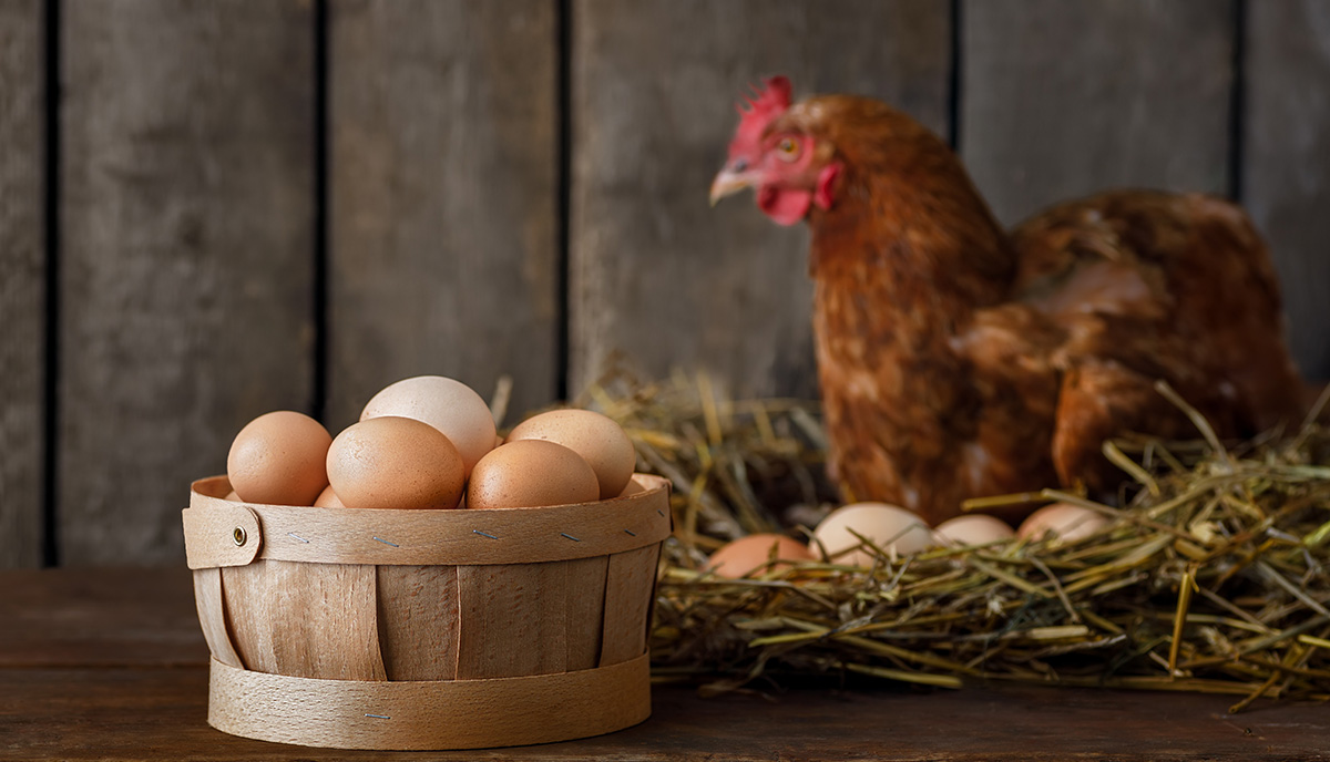 Ein Huhn sitzt im Nest mit Eiern und im Vordergrund sieht man ein Körbchen mit Eiern